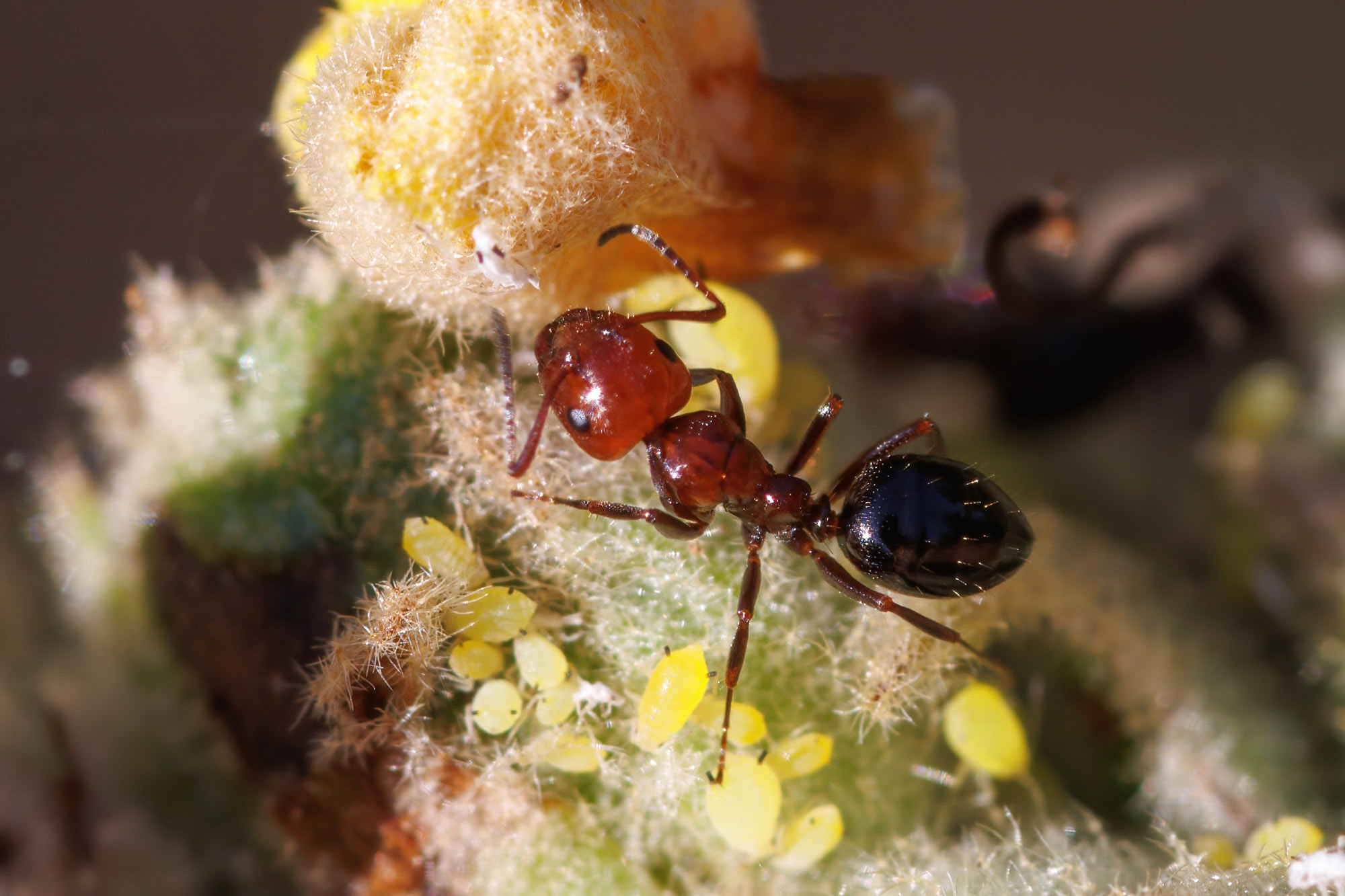 Camponotus lateralis